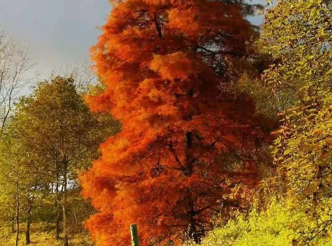 Treeside Woodhouse Hawkshead