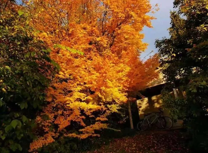 Treeside Woodhouse Dağ evi *