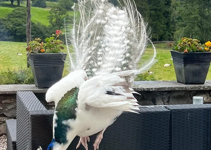 Treeside Woodhouse Dağ evi Hawkshead