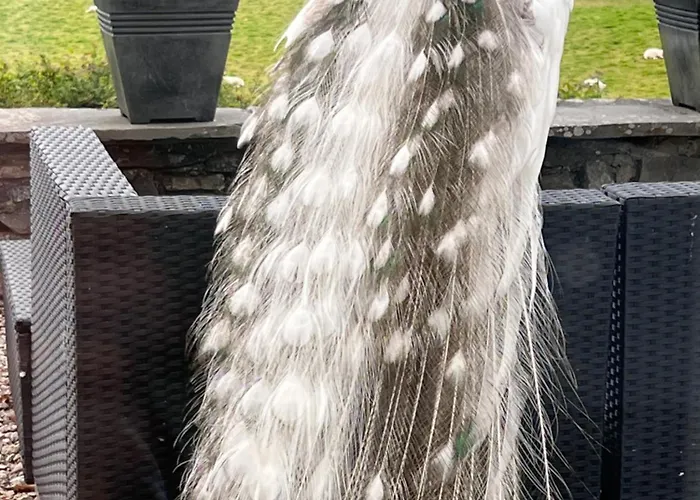 Treeside Woodhouse Hawkshead