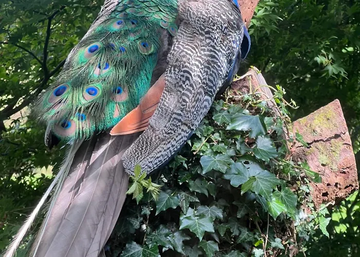 Treeside Woodhouse Hawkshead